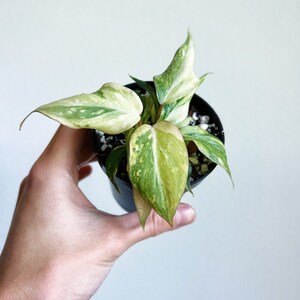 Philodendron Gloriosum Variegated 3" - US SELLER