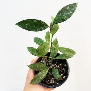 May include: A potted plant with speckled green leaves. The plant is in a black pot and held by a hand. The text "Rare Foliage" is at the bottom of the image.