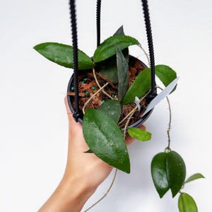 May include: A hanging potted plant with vibrant green leaves. The plant is in a black pot suspended by black rope. The text "Rare Foliage" is at the bottom of the image.