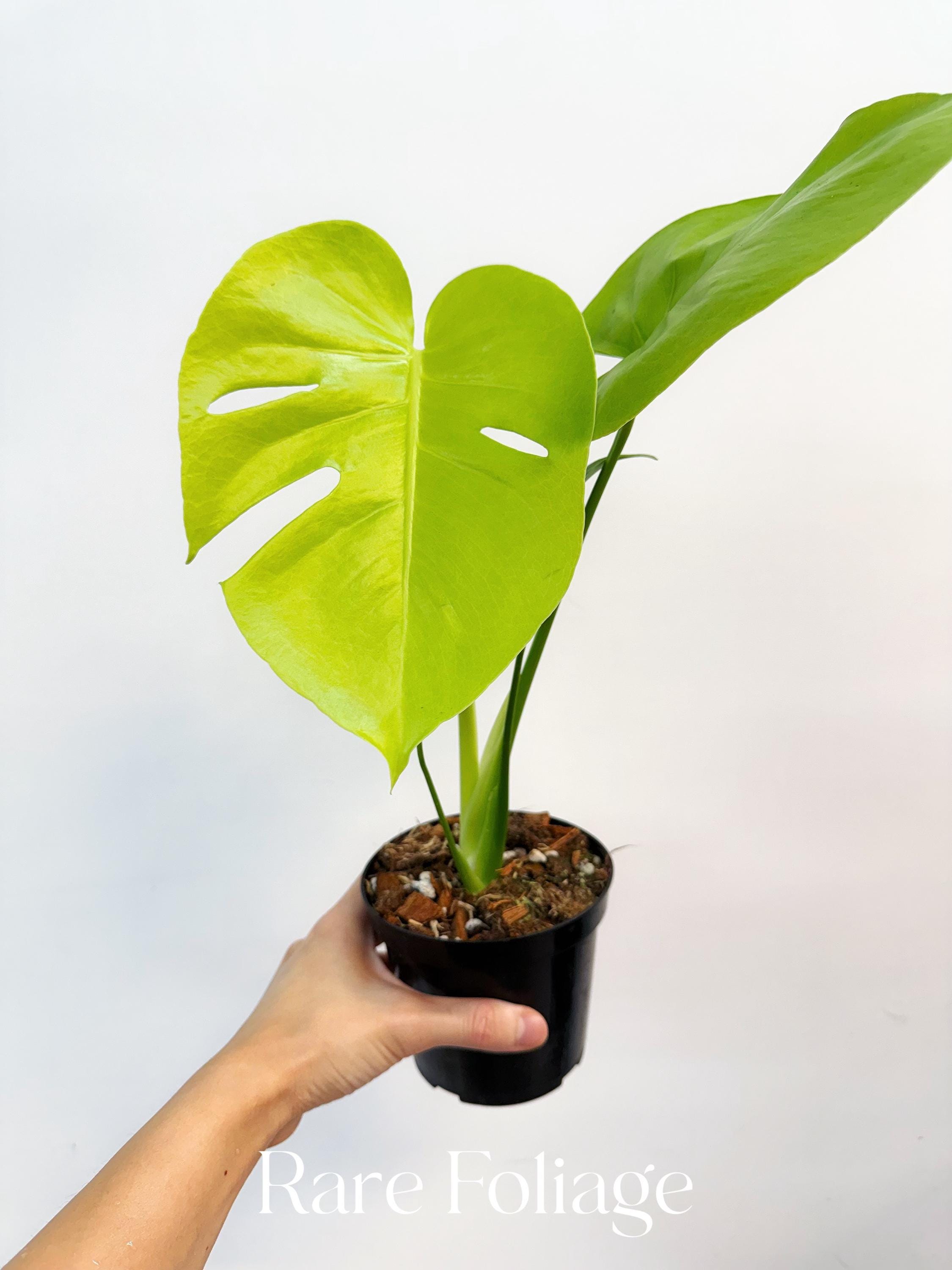 Monstera Lemon Lime 4” - US SELLER - Etsy