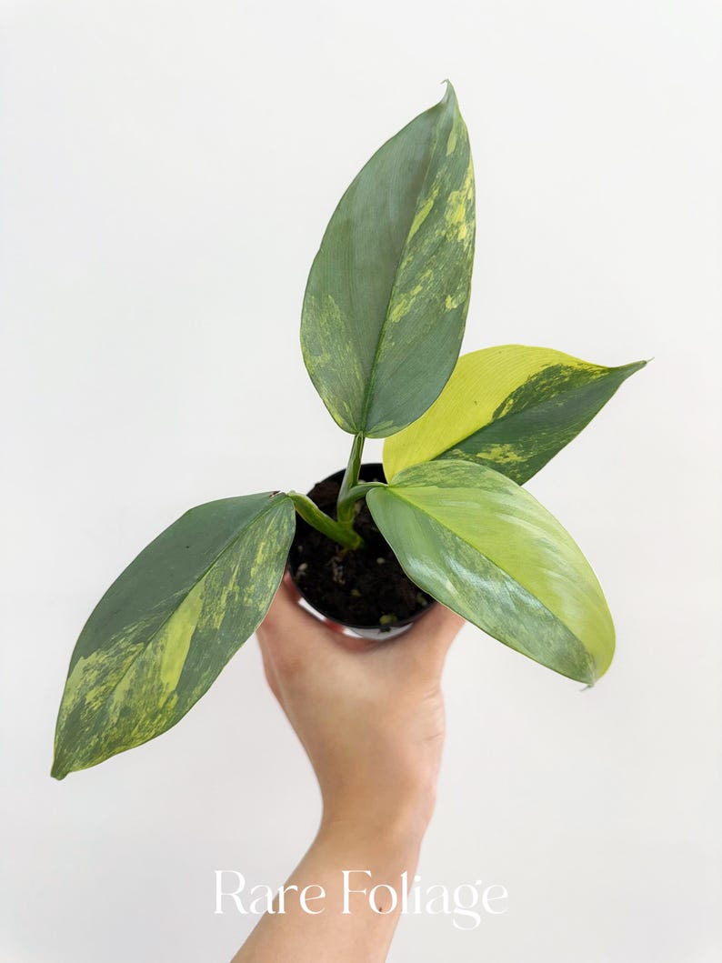 RareFoliagePlantCo Philodendron Silver Sword - Thumbnail 2