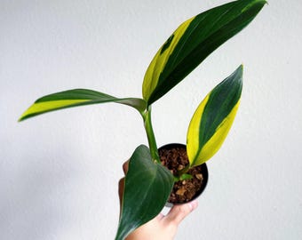 Scindapsus Coriaceus Variegated 3” US SELLER