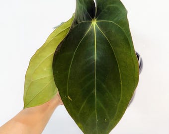 Anthurium Carlablackiae Scott x BVEP 4" - US SELLER