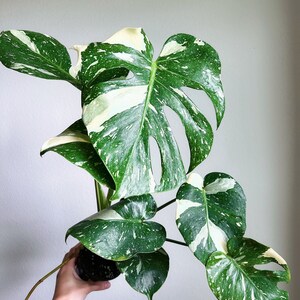 Monstera Thai Constellation 4" - US SELLER