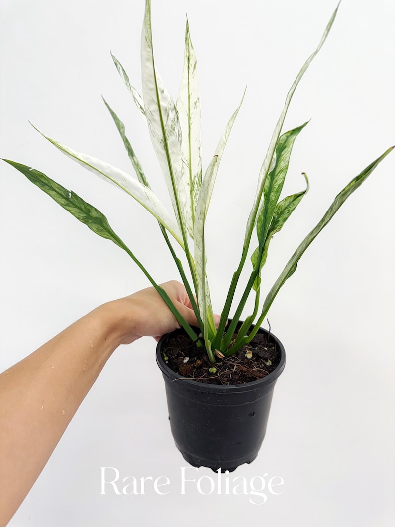 RareFoliagePlantCo Peace Lily