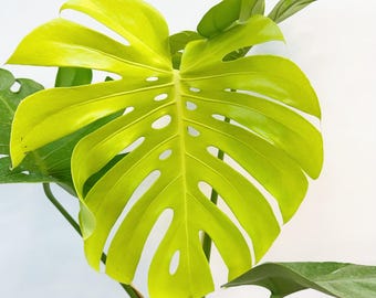 Monstera Deliciosa 