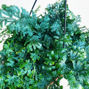 Rainbow Moss Peacock Fern 8 Hanging Basket US SELLER - Etsy