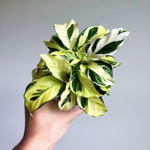 May include: A Calathea plant with large, variegated leaves in shades of green, white, and yellow. The plant is held in a black pot. The text "Rare Foliage" is at the bottom of the image.