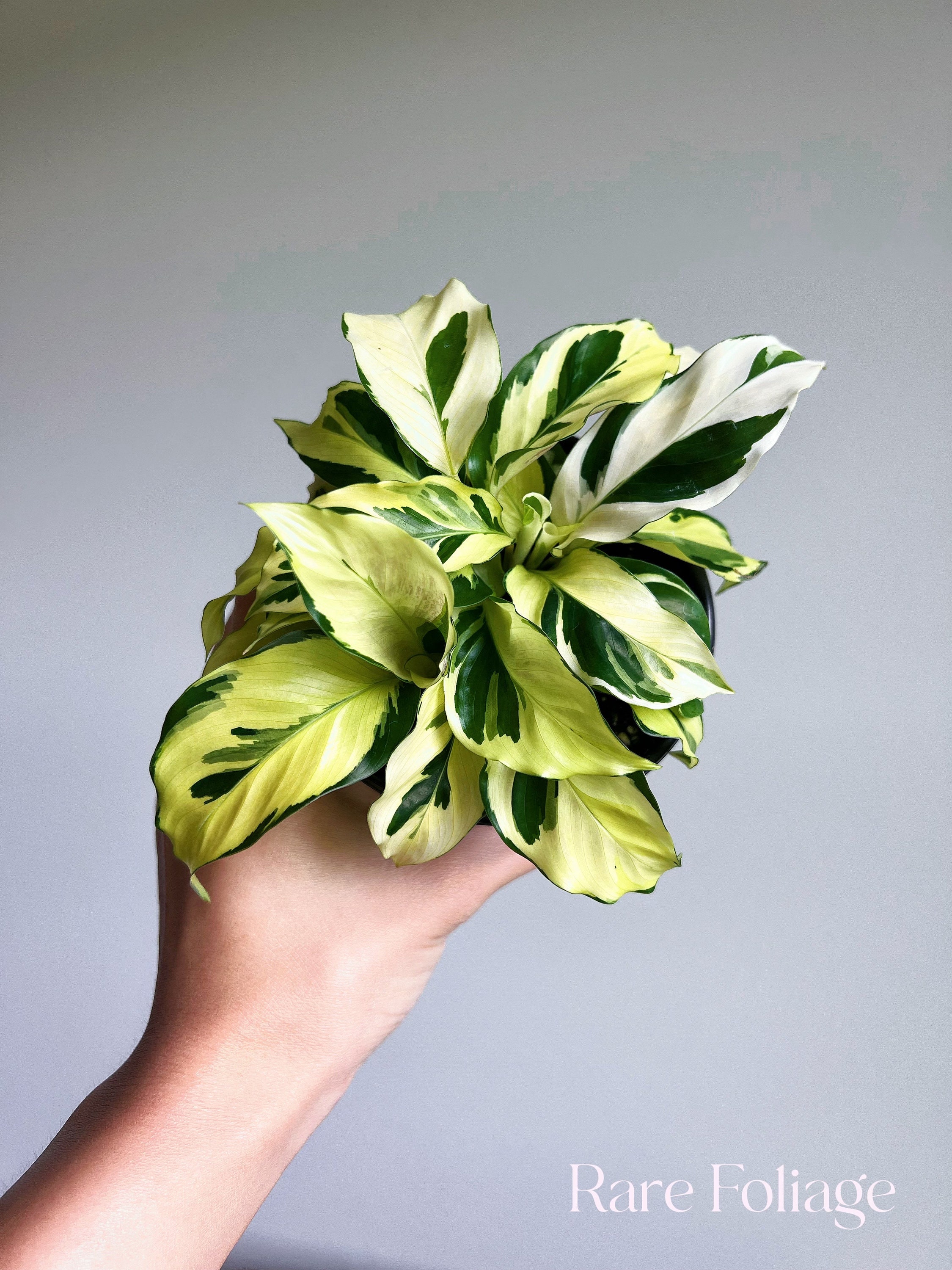 Calathea Yellow - Etsy