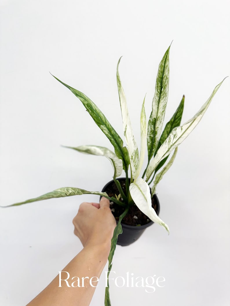 RareFoliagePlantCo Peace Lily - Thumbnail 3