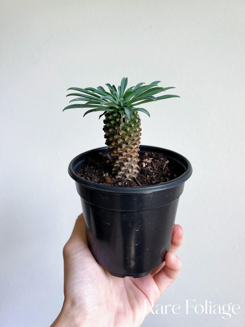 RareFoliagePlantCo Euphorbia Hypogaea - Thumbnail 3