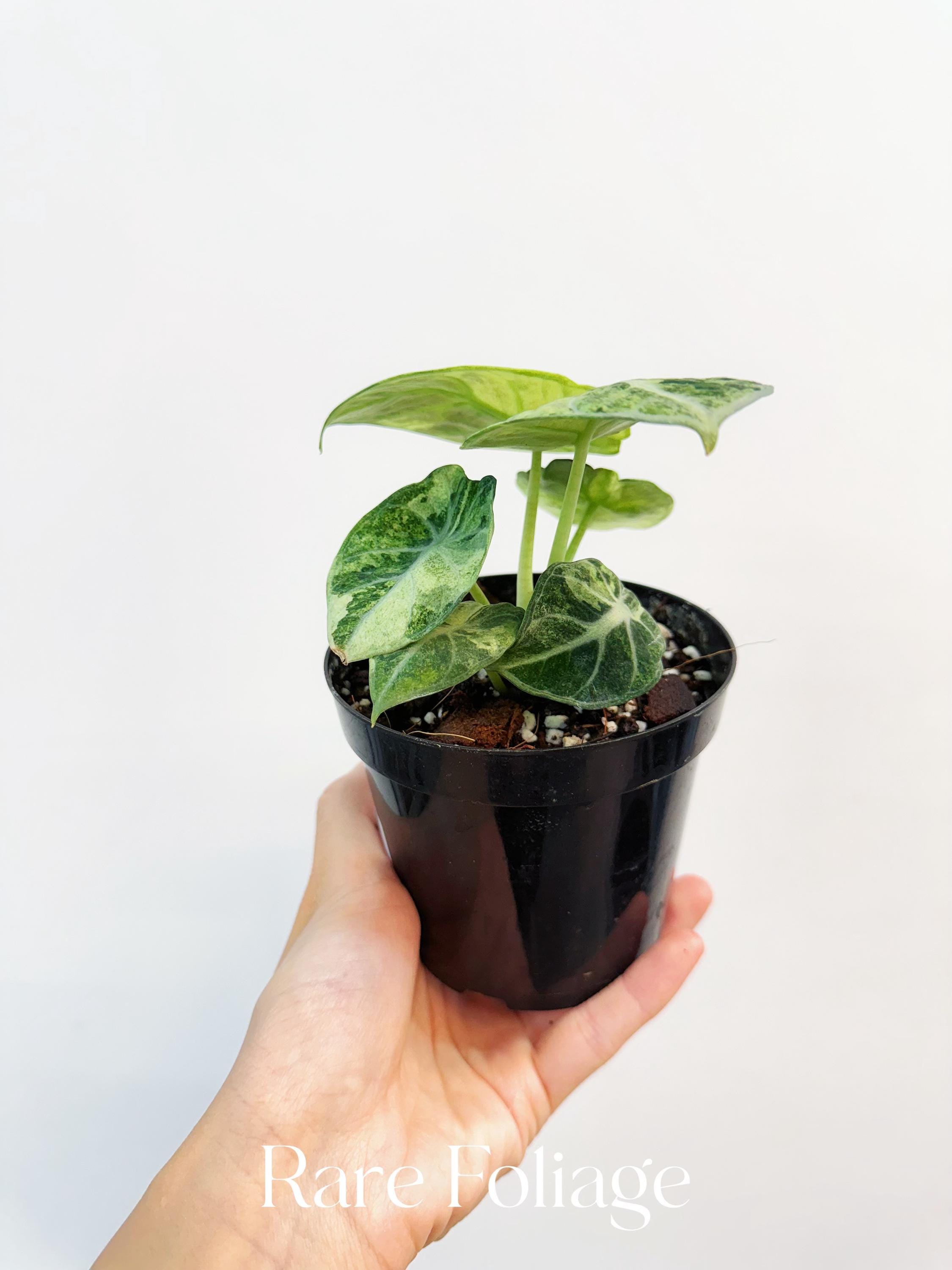 Alocasia Ninja Tricolor Variegated 4” - US SELLER - Etsy