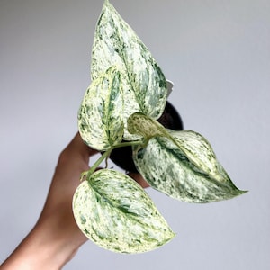May include: A variegated houseplant with white and green leaves. The plant is being held by a hand.