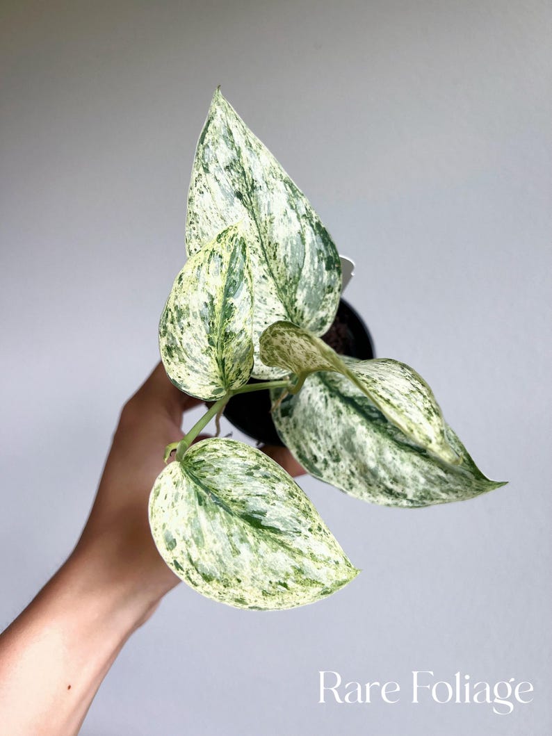 May include: A variegated houseplant with white and green leaves. The plant is being held by a hand.