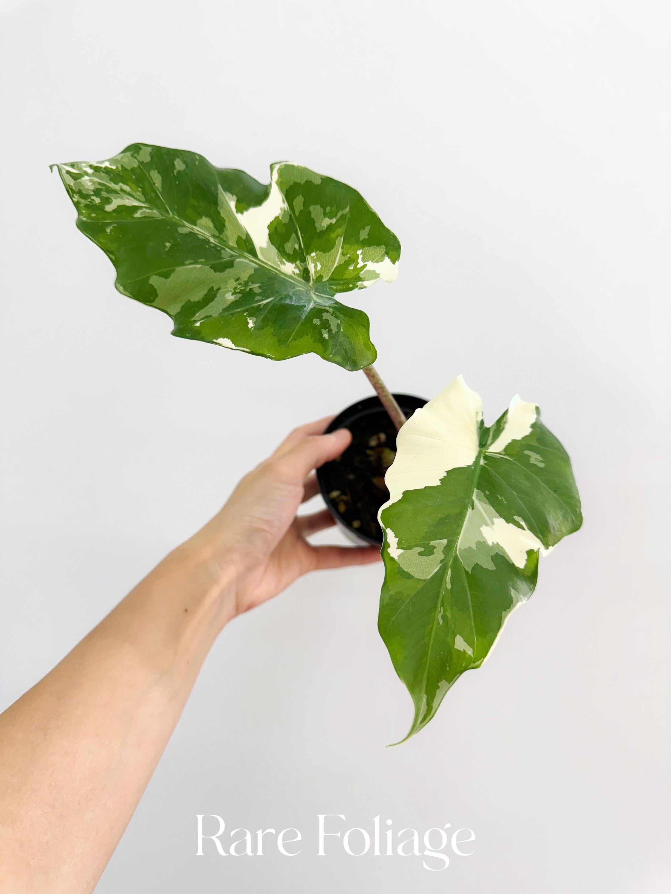 Alocasia Portora Variegated - Etsy