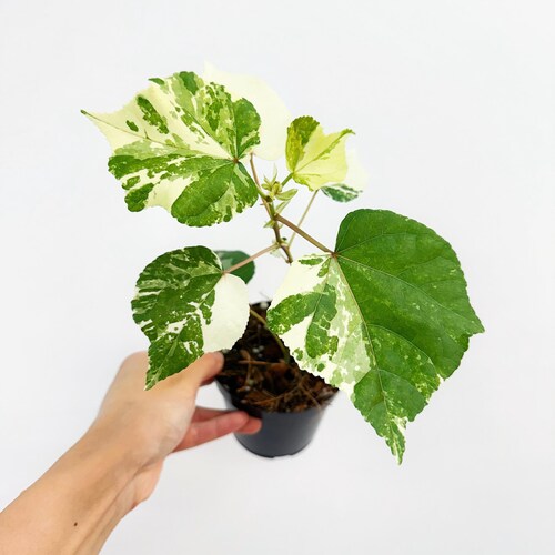 Hibiscus de mer panaché 7,6 cm - Vendeur américain
