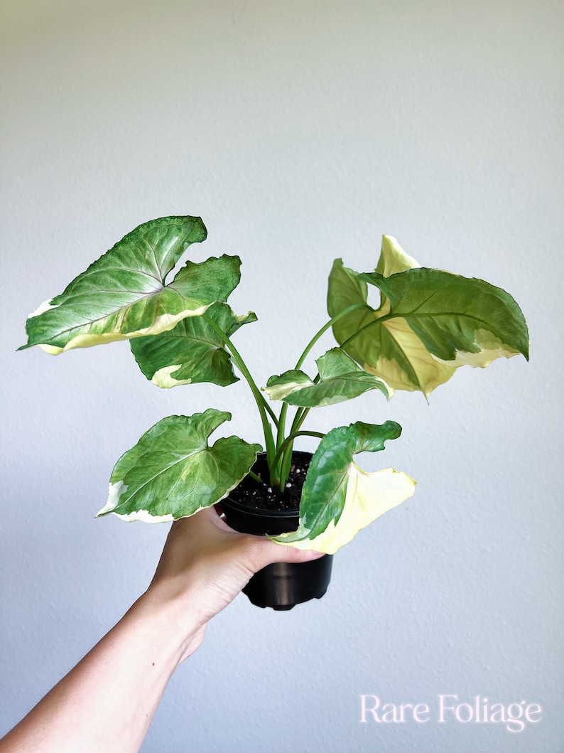 RareFoliagePlantCo Syngonium Orm Thong - Thumbnail 2