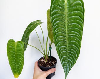 Anthurium Blue Velvet X (AOS DF X BVEP) Select Holdback Seedling