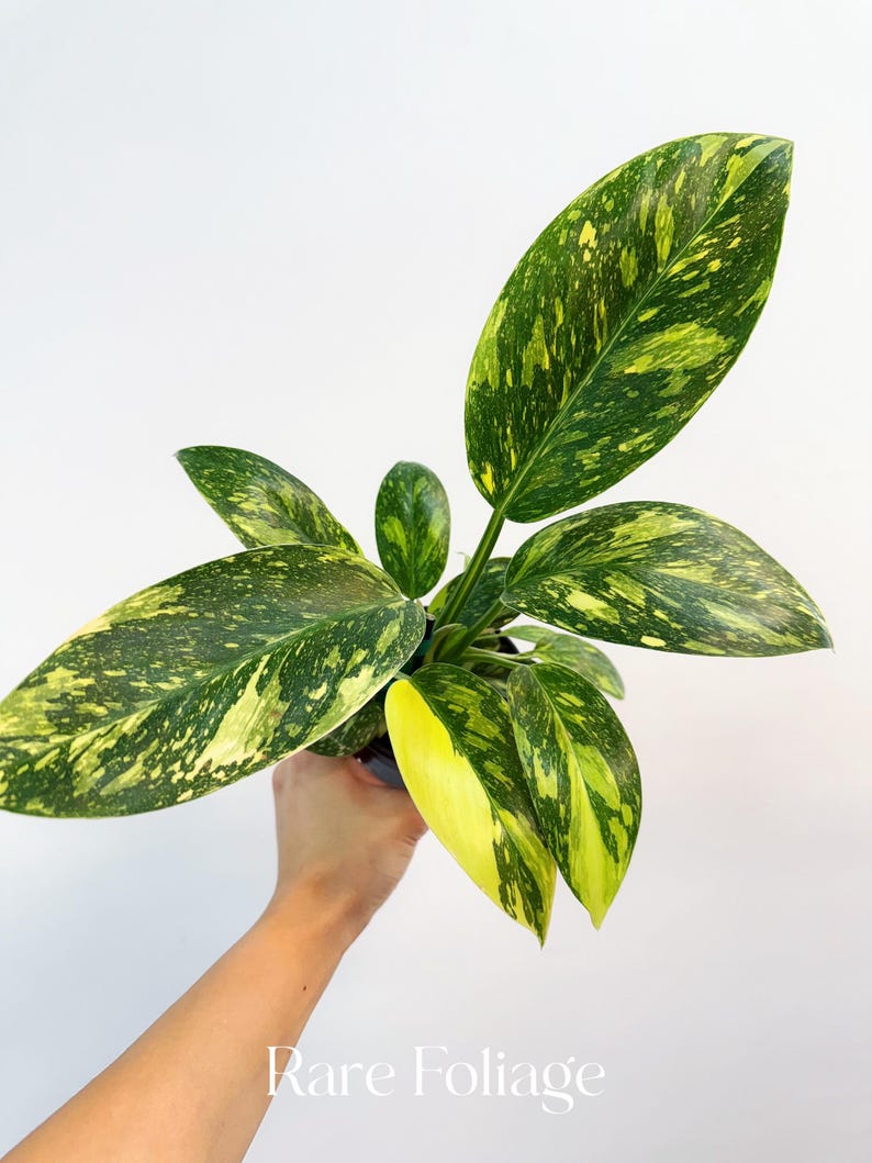 RareFoliagePlantCo Philodendron Congo - Thumbnail 2