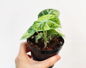 Alocasia Ninja Tricolor Variegated 4” - US SELLER - Etsy