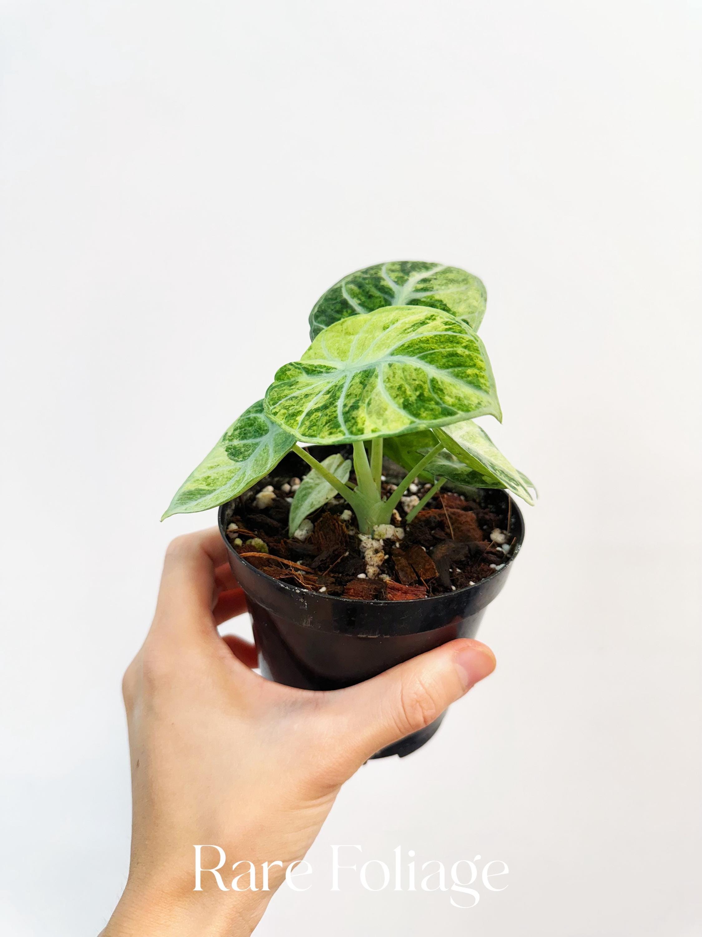 Alocasia Ninja Tricolor Variegated 4” - US SELLER - Etsy