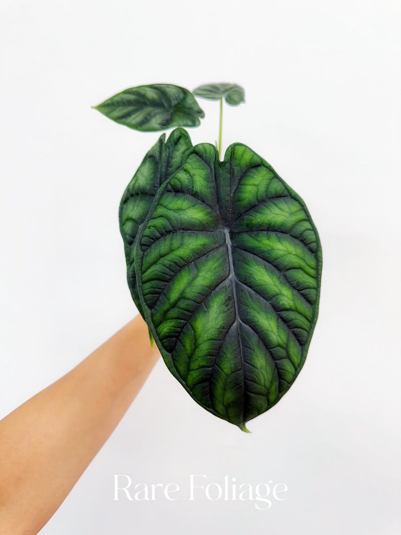 RareFoliagePlantCo Alocasia Dragon Scale