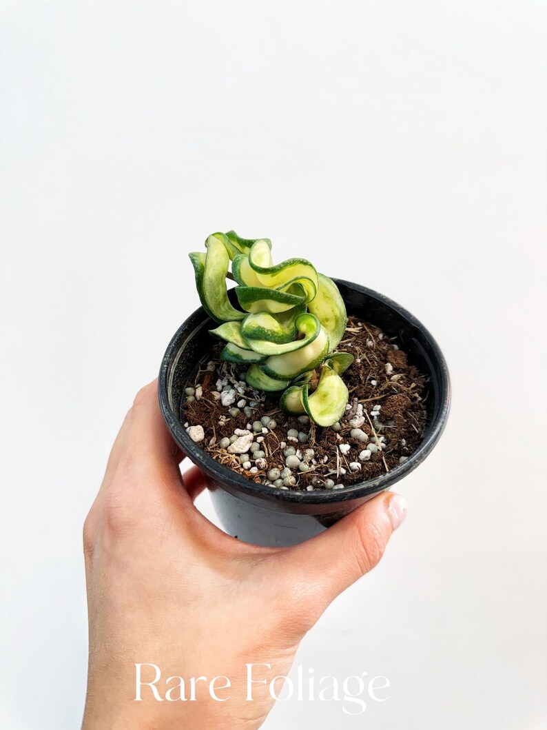 RareFoliagePlantCo Hoya Compacta Mauna Loa - Thumbnail 2
