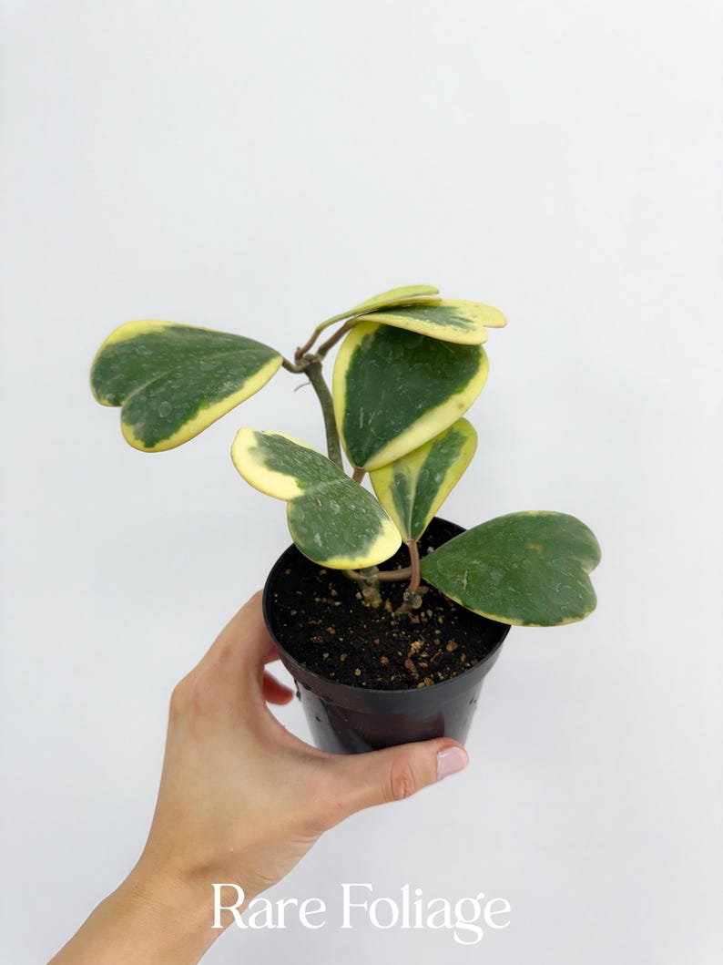 RareFoliagePlantCo Hoya Kerri - Thumbnail 4