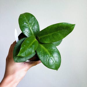 May include: A small green houseplant with large, glossy leaves in a brown pot. The plant is being held by a hand.