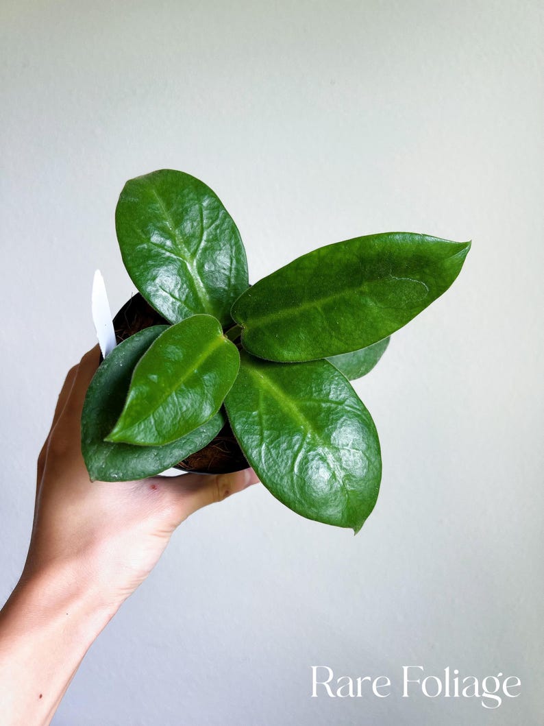 May include: A small green houseplant with large, glossy leaves in a brown pot. The plant is being held by a hand.