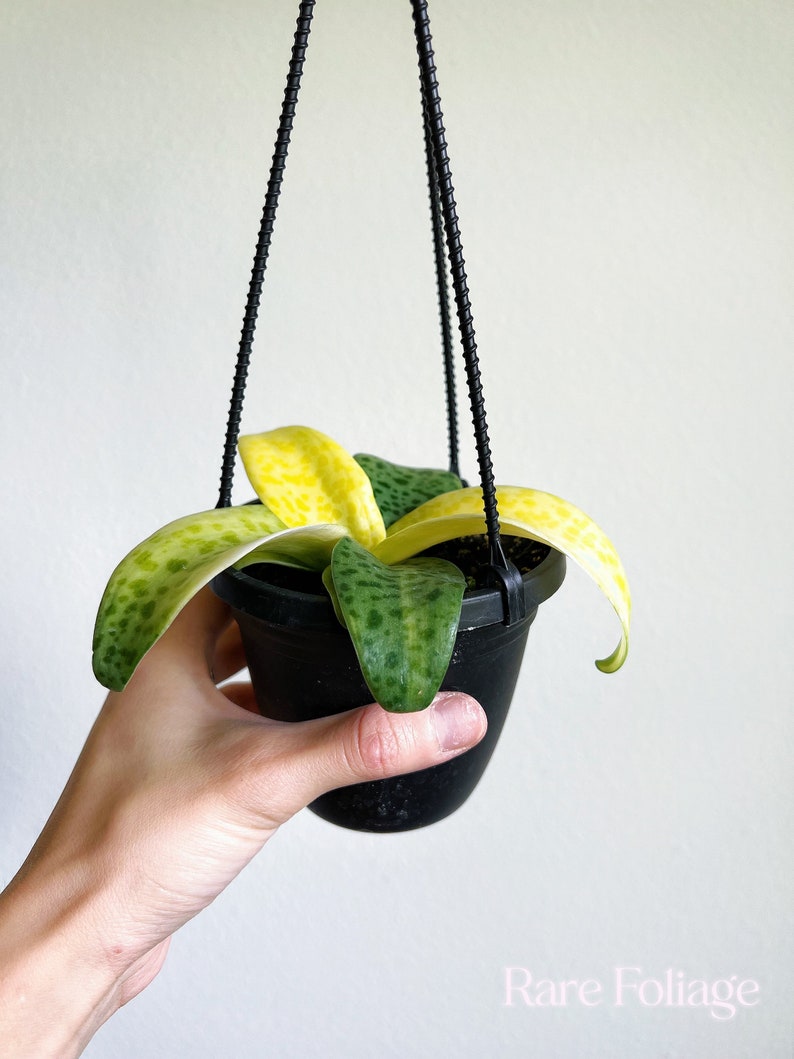 RareFoliagePlantCo Leopard Lily Hanging Basket - Thumbnail 2