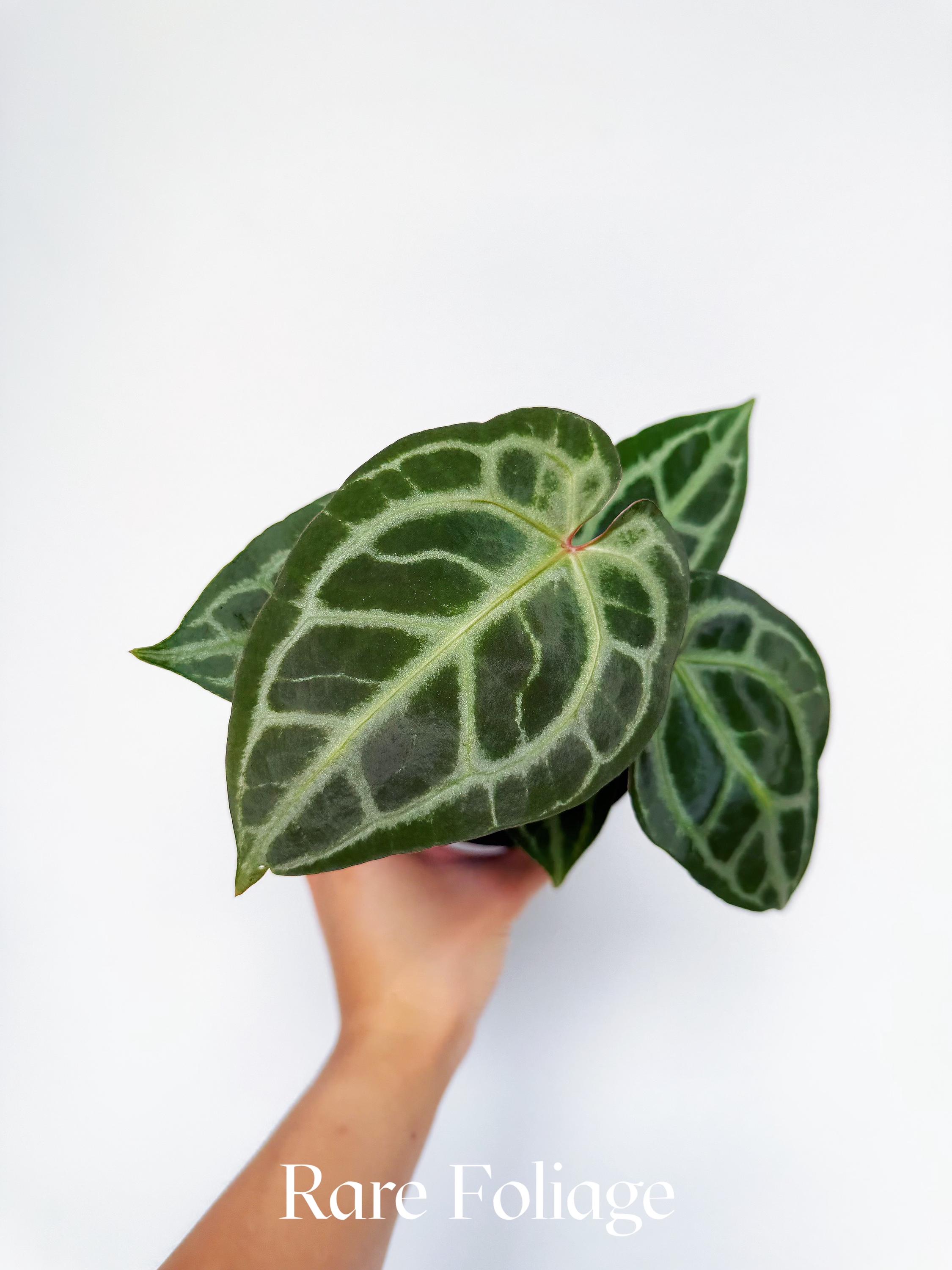 Anthurium Angela - Etsy