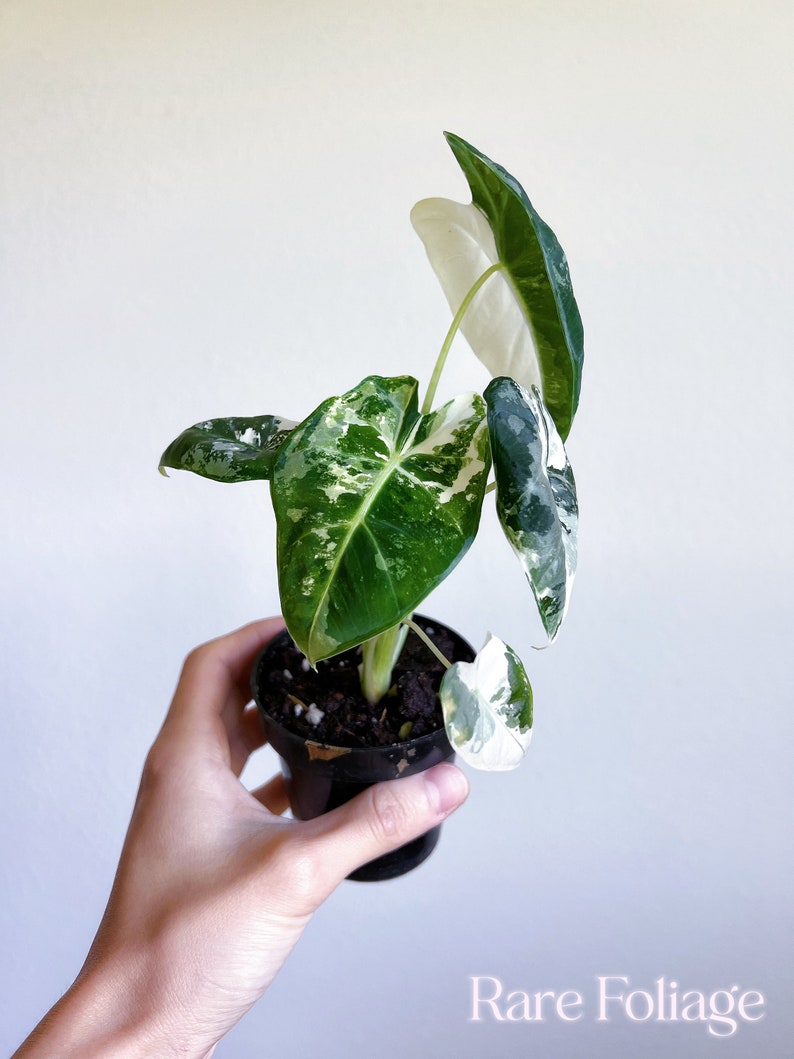 RareFoliagePlantCo Alocasia Frydek