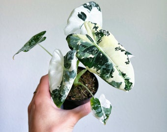 Alocasia Ninja Tricolor Variegated 3” - US SELLER - Etsy