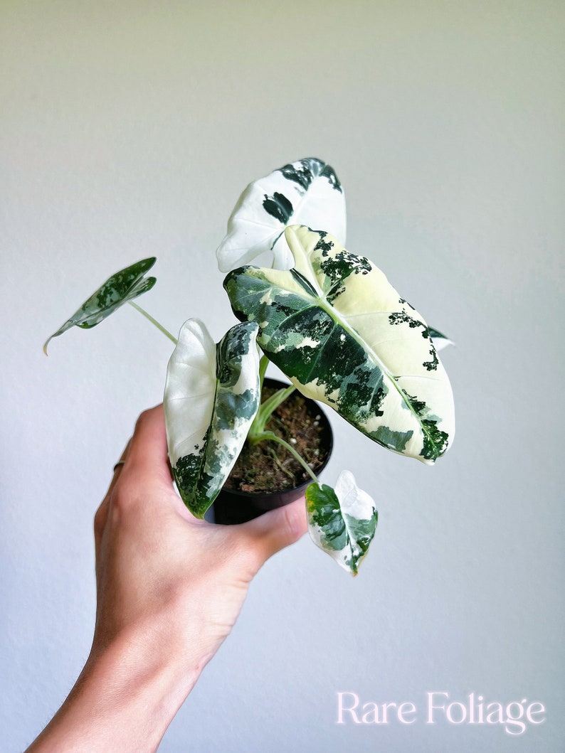 RareFoliagePlantCo Alocasia Frydek - Thumbnail 3