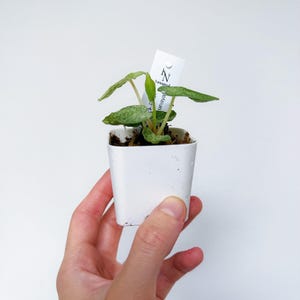 Pu&ograve; includere: Una piccola pianta in vaso con foglie verdi e un'etichetta bianca. La pianta &egrave; in un vaso bianco quadrato e tenuta da una mano su sfondo bianco. Il testo "Rare Foliage" &egrave; nella parte inferiore dell'immagine.