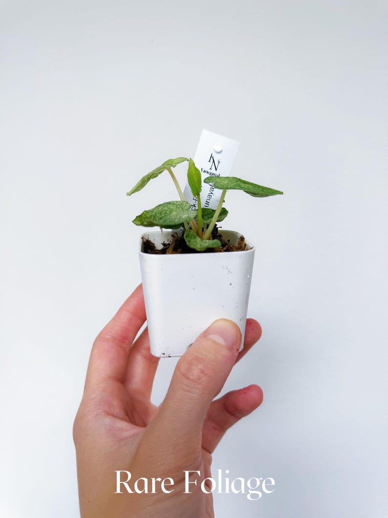 Pu&ograve; includere: Una piccola pianta in vaso con foglie verdi e un'etichetta bianca. La pianta &egrave; in un vaso bianco quadrato e tenuta da una mano su sfondo bianco. Il testo "Rare Foliage" &egrave; nella parte inferiore dell'immagine.