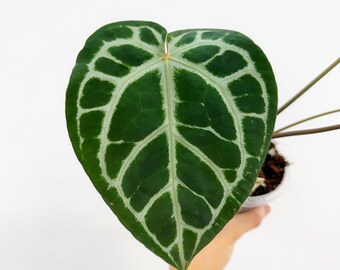 Anthurium Michelle X Zara X RC X King of Spades 4” - US SELLER - Etsy
