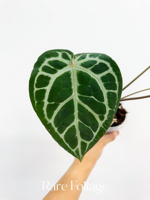 Anthurium Michelle X Zara X RC X King of Spades 4” - US SELLER - Etsy