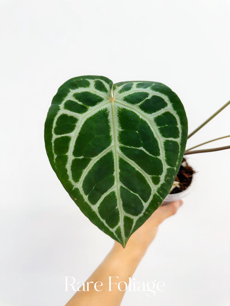 RareFoliagePlantCo Anthurium Michelle x Zara x RC x King of Spades - Thumbnail 4