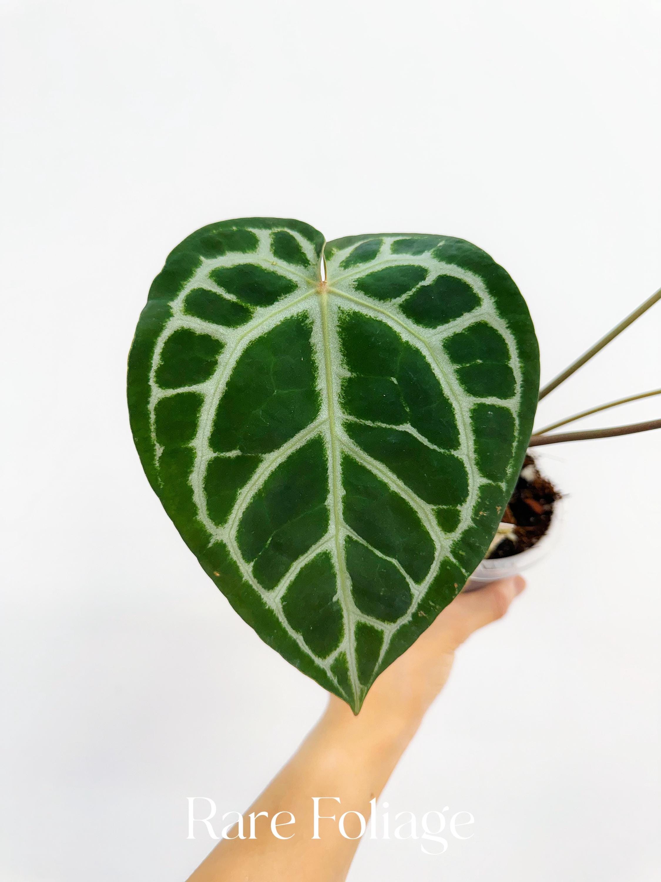 安*品様 Anthurium ZARA Anthurium Michelle X Zara X RC X King of Spades 4” - US SELLER - Etsy