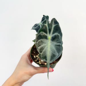 Alocasia Venom 4” - US SELLER *