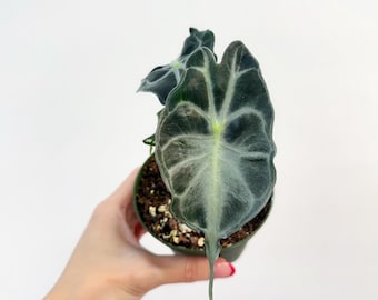 Alocasia Venom 4” - US SELLER *