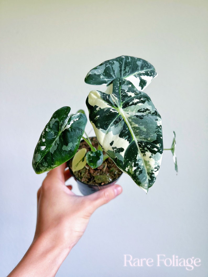 RareFoliagePlantCo Alocasia Frydek - Thumbnail 5