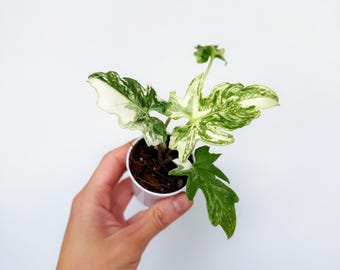 Alocasia Brancifolia Albo Variegated 2” - US SELLER