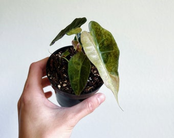 Alocasia Polly Variegated 3” - US SELLER