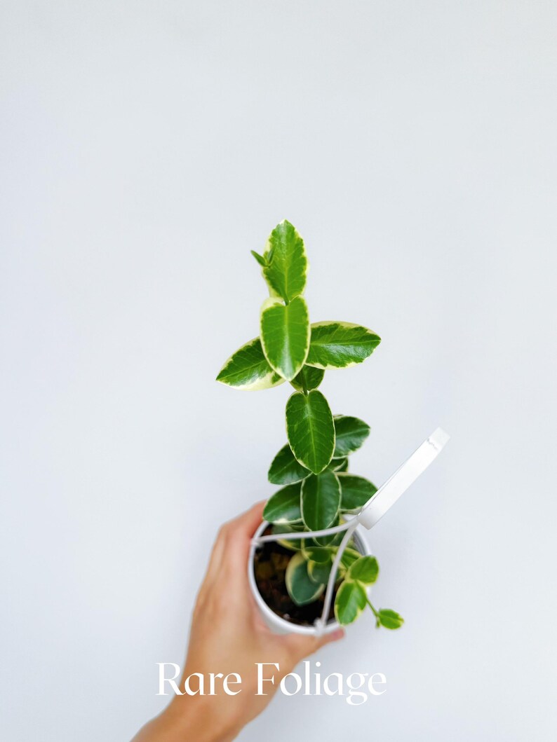 RareFoliagePlantCo Hoya Cumingiana - Thumbnail 3