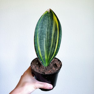 Sansevieria ‘Whale Fin’ Variegated 4” - US SELLER