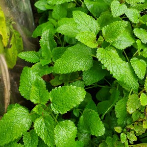 Puede incluir: Primer plano de una planta de melisa verde y exuberante con hojas vibrantes. Las hojas est&aacute;n dispuestas en un grupo denso, mostrando la belleza natural de la planta.