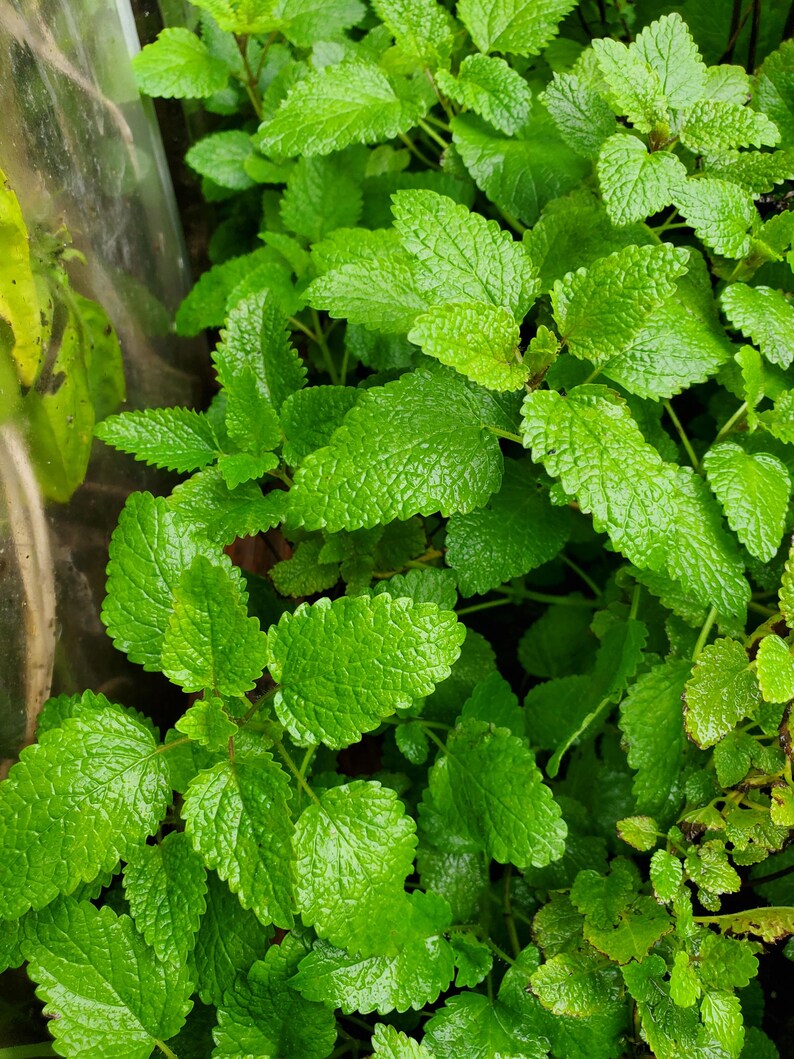 Puede incluir: Primer plano de una planta de melisa verde y exuberante con hojas vibrantes. Las hojas est&aacute;n dispuestas en un grupo denso, mostrando la belleza natural de la planta.